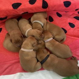Labrador Retriever Puppies from Sunbrooke Acres