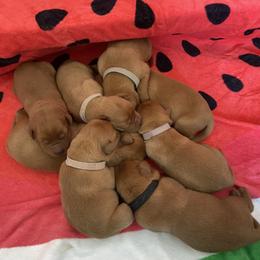 Labrador Retriever Puppies from Sunbrooke Acres