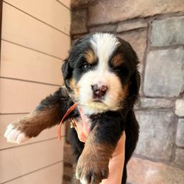 Woody - Tri-color male Bernese Mountain Dog puppy in Fort Meade, Florida from Baldwin Dood Ranch