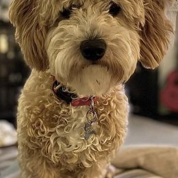 Double Doodles from My Sweetest Doodle