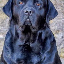 Iron Hill Retrievers breeder of Labrador Retriever