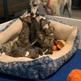 Whippet Puppies from Liberty Whippets