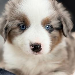 Boy 3 - Blue merle male Miniature Australian Shepherd puppy in Arcadia, Indiana from Sunset Cowgirl Mini Aussies