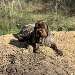 Lucky - Wirehaired Pointing Griffon