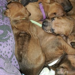 Rhodesian Ridgebacks from Alysium Ridgebacks