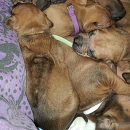 Rhodesian Ridgebacks from Alysium Ridgebacks