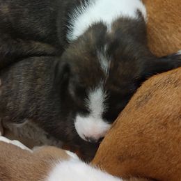 Basenji Puppies from AFRICAN TREASURES