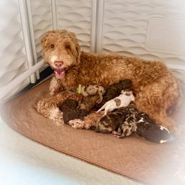 Goldendoodle Puppies from Texas Bello Doodles
