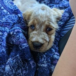 English Springer Spaniel Puppies from Ledge N' Tree English Springer Spaniels