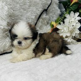 Charlie - Red and white male Shih Tzu puppy in Elgin, South Carolina from Silver Bells Paw Prints