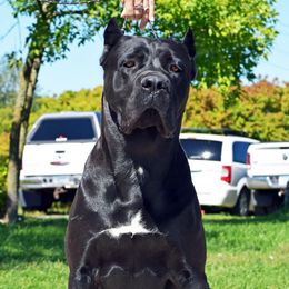 Draga - Cane Corso