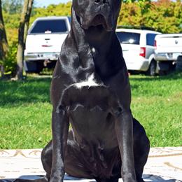 Draga - Cane Corso