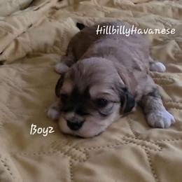 Boy2 - Red sable male Havanese puppy in Batesville, Arkansas from Hillbilly Havanese