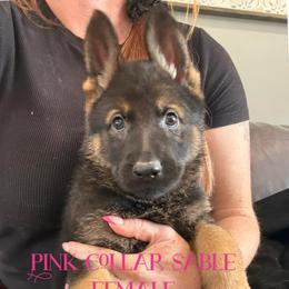 Pink Collar - Sable female German Shepherd puppy in Canterbury, Connecticut from Nachtwaechter German Shepherds, LLC