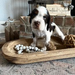 Beau - Liver white and tan male English Springer Spaniel puppy in Wilmer, Alabama from Southbend Springers