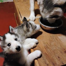 Pretty Girl - Siberian Husky