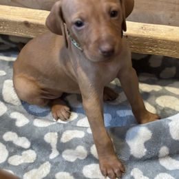 Sunny - Golden rust female Vizsla puppy in Plymouth, Minnesota from Carlson Vizslas