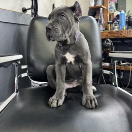 Purple - Gray female Cane Corso puppy in Norwalk, California from Gaxx Corsos