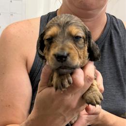 Long hair, chocolate, and tan - Chocolate and tan male Dachshund puppy in Eustis, Florida from Branton Family Dachshunds