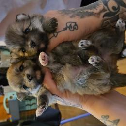 Happy feet - Beaver female Pomeranian puppy in Newport News, Virginia from Itty Bitty Poms