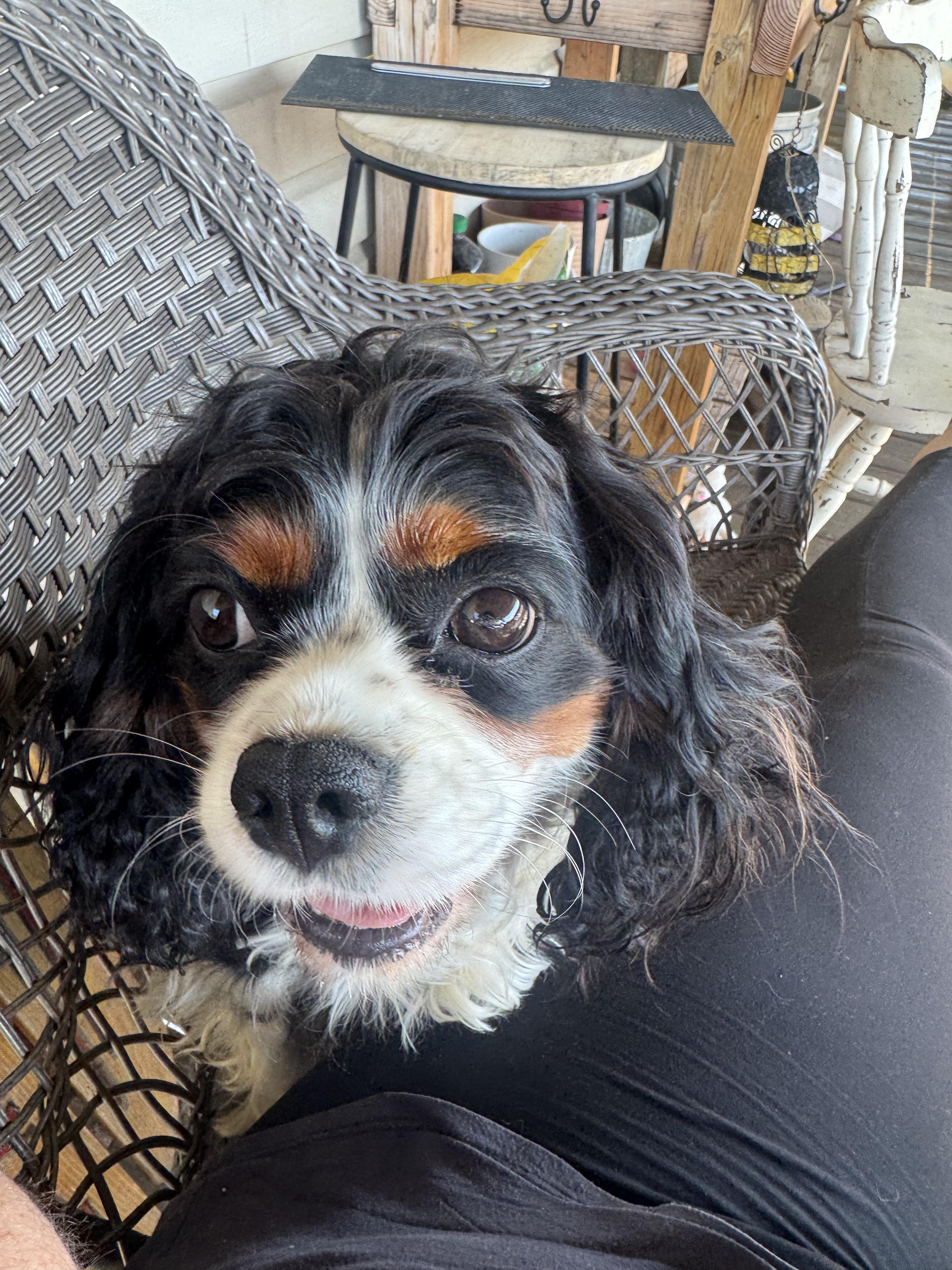 MeLi