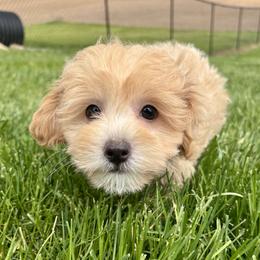 Assorted Doodle Crosses puppies from Petite Joie Puppies