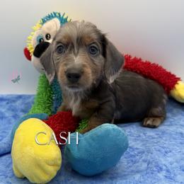 Cash - Blue and tan male Dachshund puppy in Waseca, Minnesota from Dragonfly Doxies