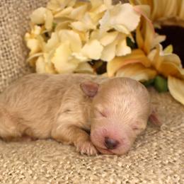 Casper- Male- AKC Mini Poodle- Stokesdale, NC - Cream male Poodle puppy in Stokesdale, North Carolina from His and Hers Poodles and Doodles