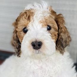 Aussiedoodles and Australian Shepherds from Royal Redwood Aussies