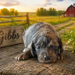 Gibbs - Chocolate and tan male Dachshund puppy in Hudson, Michigan from Mittentail Kennel Miniature Dachshunds & Australian Shepherds
