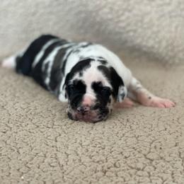 Harlequin Brindle Point - Harlequin male Great Dane puppy in Kimball, Michigan from Starlight Danes