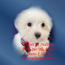 Boy 1 - male Maltese puppy in Silverhill, Alabama from Malteseuluv’s Tiny Treasurers
