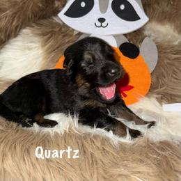 Quartz White Collar - Black and red female German Shepherd puppy in Hillsboro, Indiana from Salty Raccoon Ranch German Shepherds