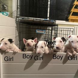 Bull Terrier puppies from Castlerea Kennel