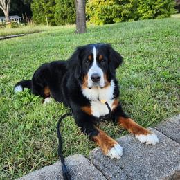 Bernese Mountain Dog puppies from MadKnight Farms Bernese