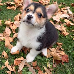 Spooky - Black and tan male Pembroke Welsh Corgi puppy in Northwood, Iowa from Sorrel Sands Corgis