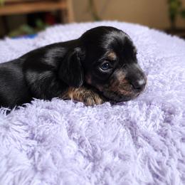 Black and tan boy 2 - Black and tan male Dachshund puppy in Port Orchard, Washington from Haus of Wiener Schnitzel