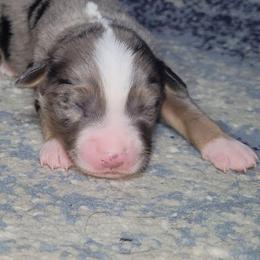 Azurite - Blue merle male Miniature Australian Shepherd puppy in Sunbury, Pennsylvania from Elemental Mini Aussies