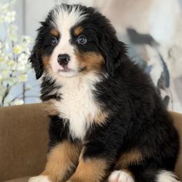Mango - Tri-color male Bernese Mountain Dog puppy in Yuciapa, California from AlltheDoodlez_