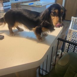 Willow - Dachshund