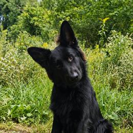Ryder - Black male German Shepherd puppy in White Cloud, Michigan from Von WestLynn German Shepherds