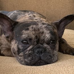 Raven  - French Bulldog