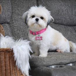 Bella - Shih Tzu