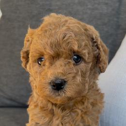 Riley - Red female Cavapoo puppy in Manheim, Pennsylvania from Paige Haldeman's Cavapoos and Shichons