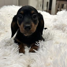 Dachshund Puppies from Pigeon Hill Dachshunds