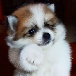 Pomeranian Puppies from Lucky Days Pomeranians