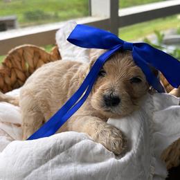 Dark blue - Cream female Goldendoodle puppy in Ranger, Georgia from Muscadine Meadows Poodles and Doodles