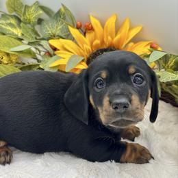 Dove - Black and tan female Dachshund puppy in Exeter, California from Sawtooth Miniature Dachshunds