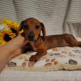 Hamilton - Sable male Dachshund puppy in Hudson, Michigan from Mittentail Kennel Miniature Dachshunds & Australian Shepherds