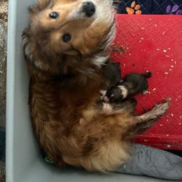 Red - Sable and white male Shetland Sheepdog puppy in Fontanelle, Iowa from Jensen Farms Shelties